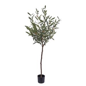 FLORISTA Olivovník v květináči 120 cm