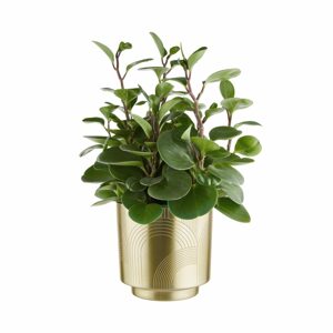 PLANTA Květináč vyrývaný 18 cm - zlatá